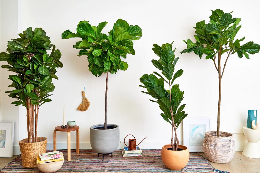 Why People In Modern Days Choosing Artificial Plants More Than the Real One?